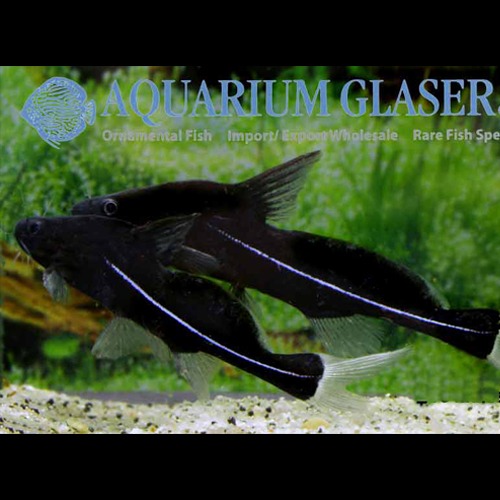 블랙랜서 캣피쉬 / Bagrichthys macracanthus / 10cm 전후 / 1마리