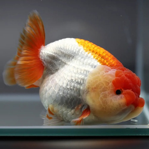 Chokchai Ranchu Goldfish / [ CK_1128_6 ] / 사이즈 : 11cm 전후 / 성별 : 수컷추정