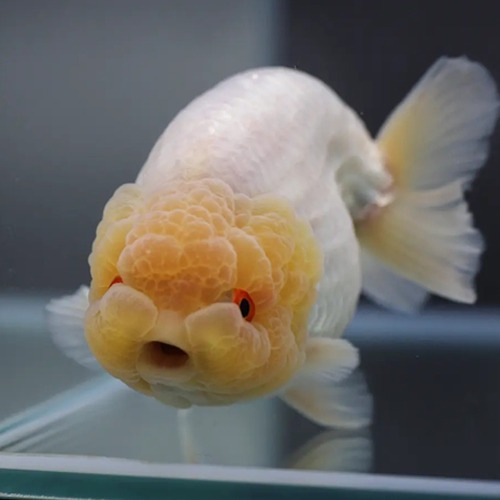 Chokchai Ranchu Goldfish / [ CK_1128_5 ] / 사이즈 : 11cm 전후 / 성별 : 수컷추정