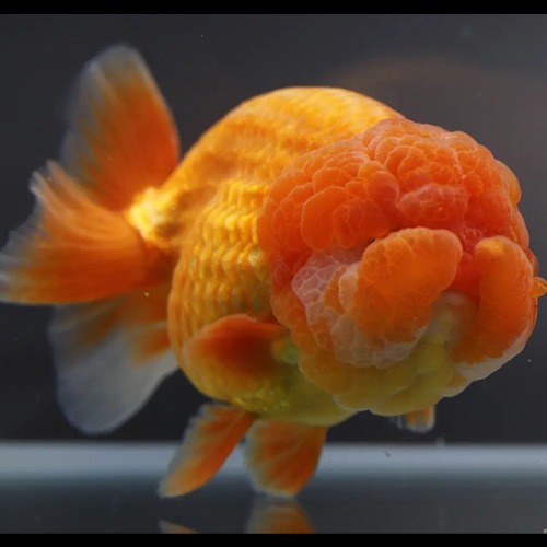 Chokchai Ranchu Goldfish / [ CK_1128_3 ] / 사이즈 : 11cm 전후 / 성별 : 수컷추정