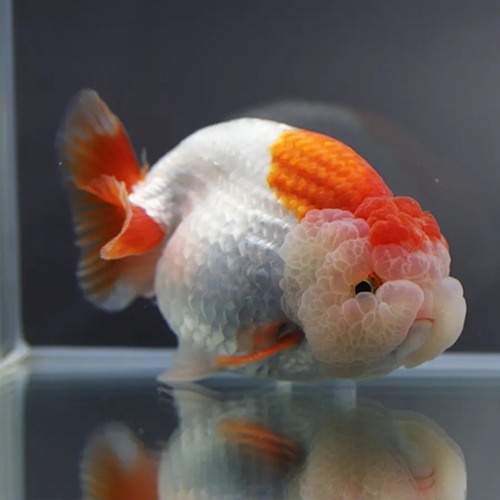 Chokchai Ranchu Goldfish / [ CK_1128_10 ] / 사이즈 : 11cm 전후 / 성별 : 수컷추정