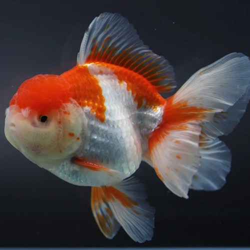 🌟 Chakkrit Oranda Goldfish / [ 1205_5 ] / 사이즈 : 12cm 전후 / 성별 : 수컷추정