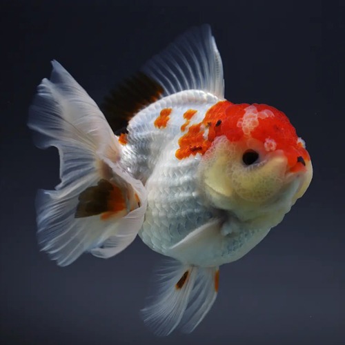 🌟 Chakkrit Oranda Goldfish / [ 1205_3 ] / 사이즈 : 12cm 전후 / 성별 : 수컷추정