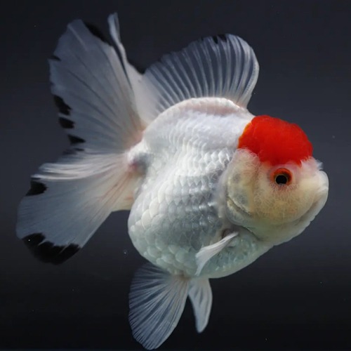 🌟 Chakkrit Oranda Goldfish / [ 1205_2] / 사이즈 : 12cm 전후 / 성별 : 수컷추정