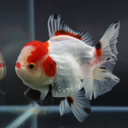 🌟 Chakkrit Oranda Goldfish / [ 1205_4 ] / 사이즈 : 12cm 전후 / 성별 : 수컷추정