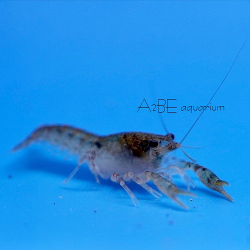 멕시칸 블루 드워프 가재 / mexican blue dwarf crayfish / 1.5cm 전후 / 1마리