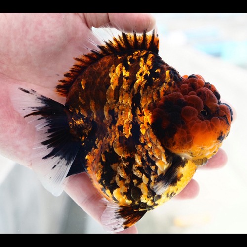 Crazy Cute Goldfish  God shape / 크레이지 큐티 시리즈 갓 바디 타이거 / Size : 12cm 내외