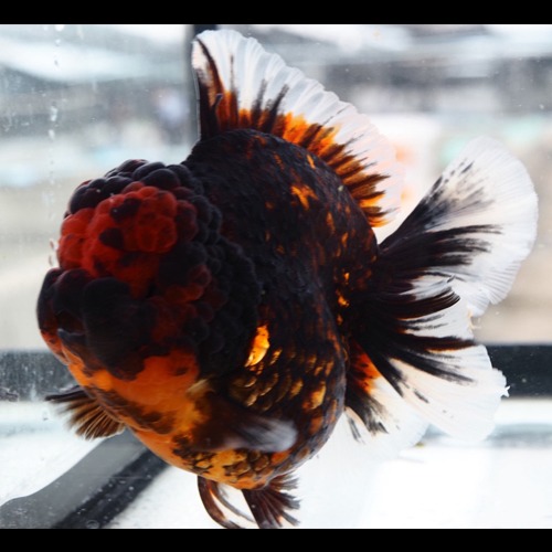Darkness tiger  Crazy Cute Goldfish  God shape / 크레이지 큐티 시리즈 다크니스 타이거 / Size : 12cm 내외