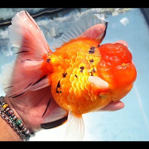 JUMBO  ORANGE 🍊 SAKURA  ORCHID TAIL ORANDA  / 점보 오렌지 사쿠라 오키드테일 오란다 / size : 18 cm 내외 / 수컷추정