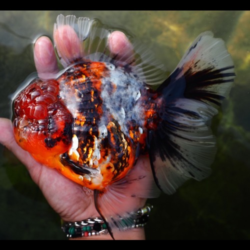 농장 Best 🏆 / Competition fish Super oranda  CALICO LONG TAIL / 칼리코 롱테일 / 18cm전후 / 암컷추정