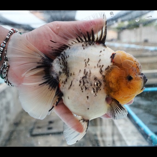 웅장한 점보 타이거 | 농장 Best 🏆 / Competition fish Super oranda  WHITE TIGER / 화이트 타이거 / 18~19 cm 전후 / 암컷추정