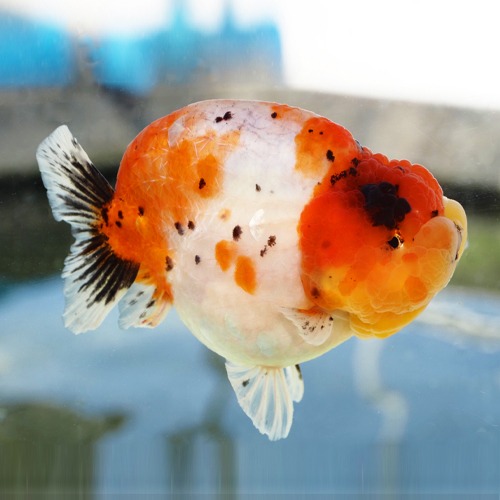 프림 x 인도네시아 크로스  하이백 난주 최상급 난주  [ Premium Goldfish ] / Breeder FLIM  New High back Ranchu / size : 13 cm 내외 / 암컷추정 / 240326