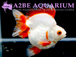 홍백 유금 선별 개체 수컷 / Red &amp; White Ryukin male / [ 0702_R_C ] (11cm급)
