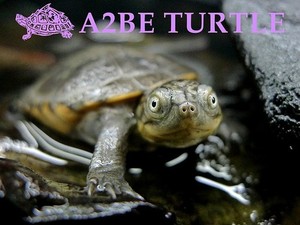 힝지 테라핀 / Hinged Terrapin Africa Sideneck Turtle 