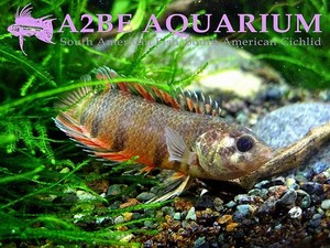 콩고야생 특판] 스테노포마 안소게이 (Red Dwarf Bush Fish) / Ctenopoma ansorgei wild (3cm전후) 