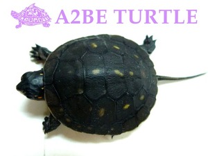 스팟티드 터틀 Clemmys guttata (Spoted Tortoise) 