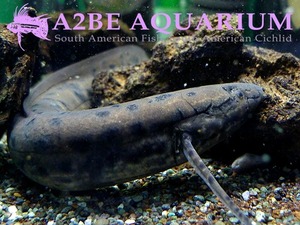 프로토테루스 아넥텐스 (West African lungfish) / Protopterus annectens wild (30~40cm) 