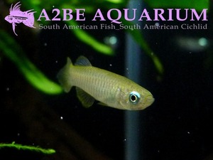 램프아이 / Aplocheilichthys normani wild 