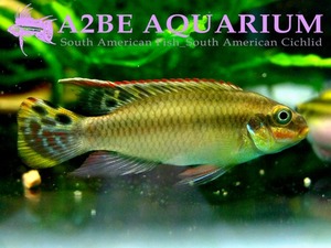 펠비. 테니아투스 &quot;나이지리아 레드&quot; / Pelvicachromis taeniatus NIGERIA RED 한쌍 / A2BE BREED FISH