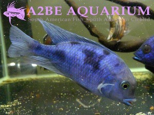 블루 돌핀 / Cyrtocara moorii [Blue Donphin] (6cm전후) 