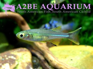 셀레베스 레인보우 / Marosatherina ladigesi [Celebes rainbowfish] / 준성어-성어 