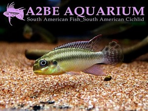 펠비.&quot;나이지리아 그린&quot; A2BE F1 Pelvicachromis taeniatus NIGERIA GREEN_A2BE 한쌍