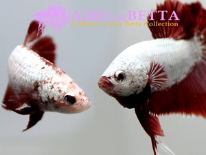 인터피쉬 베타 스페셜 _C / Inter Fish Betta Special _C (한쌍)