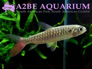 핑크테일 카라신 (Tucan fish) Chalceus erythrurus wild 