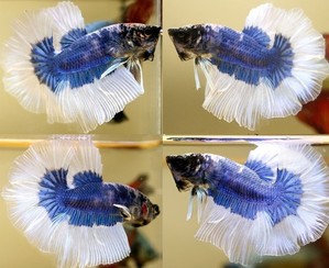 A2BE BID SELECTION / 인도 하프문 / HM INDO BLUE MARBLE BUTTERFLY ROSE TAIL [ 0310_BID_D ] 