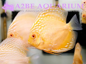 [패낭직수입]디스커스 골든 알비노 라플라시아 / Discus Golden Albino Laflasia (9~10cm)
