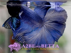 로즈테일 로얄 블루 하프문 / Rose tail Royal Blue HM / [ 0405_H ]